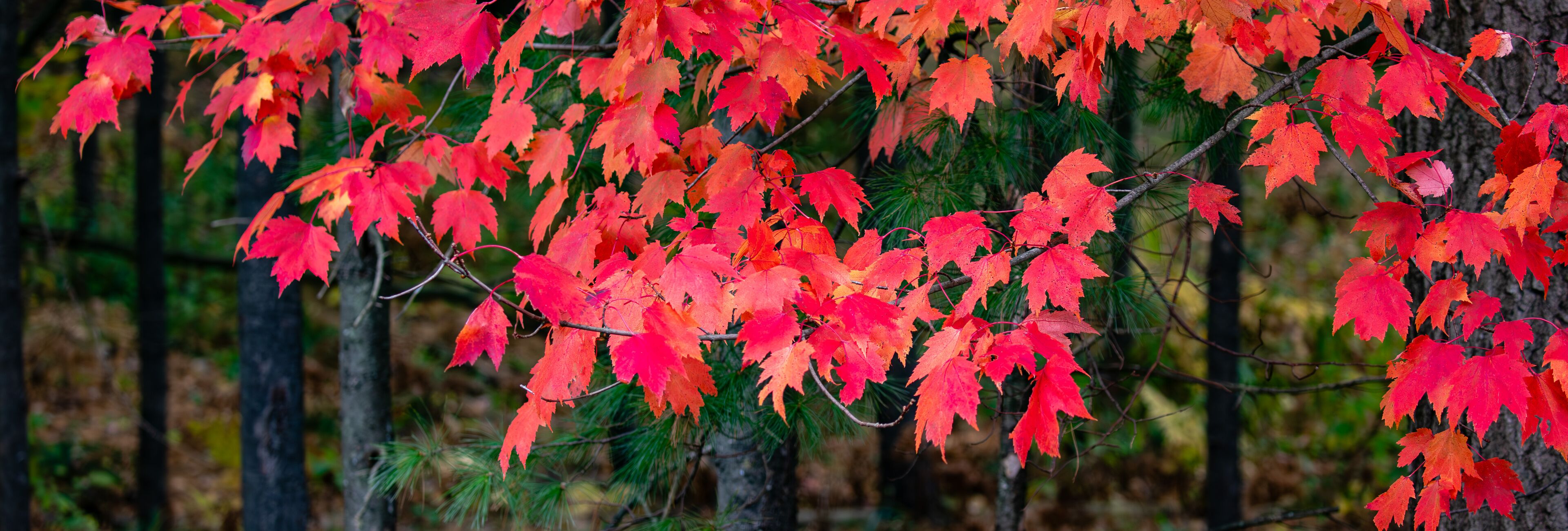 Vibrant red maple leaves in a forest.