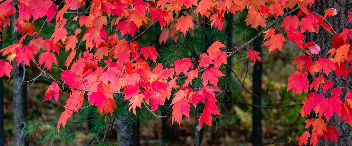 Vibrant red maple leaves in a forest.