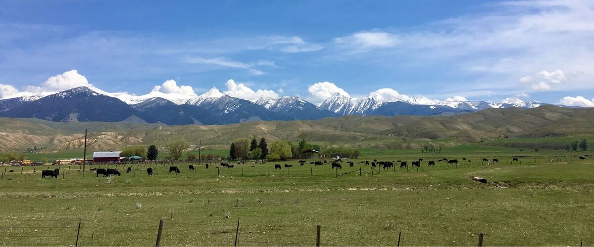 A pastoral landscape with grazing cattle, a red barn, and snow-capped mountains in the background.