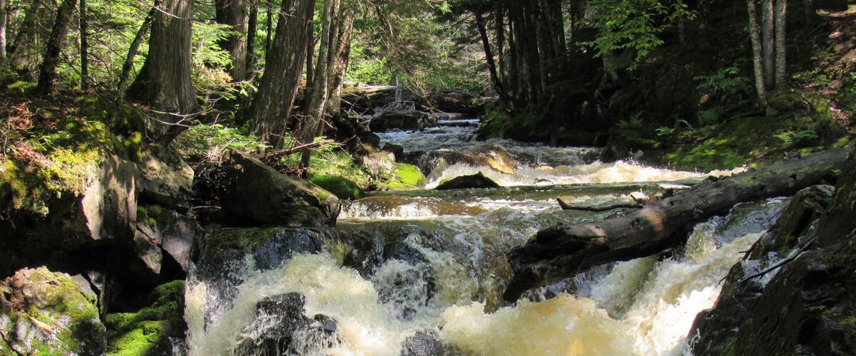 A waterfall in a forested area with moss-covered rocks and trees.