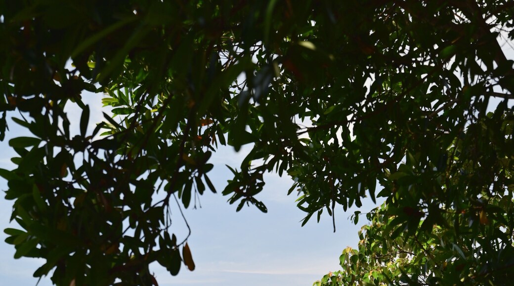 Zhaoyang National Trail is located on the hills of Guishan in Nan'ao, Yilan County; Guishan is an independent hill on the south side of Chaoyang Community. It faces the east coast of Huahua in the eas