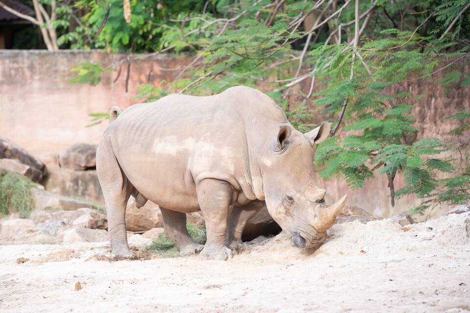Een neushoorn in een zanderige omheining met rotsen en schaarse begroeiing.