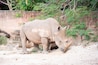 White rhinoceros, square-lipped rhinoceros or rhino in the forest in Khao Suan Kwang Zoo, Khon Kaen, Thailand.