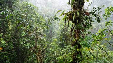 Rain in rainforest, Rara Avis, Las Horquetas, Costa Rica, Central America