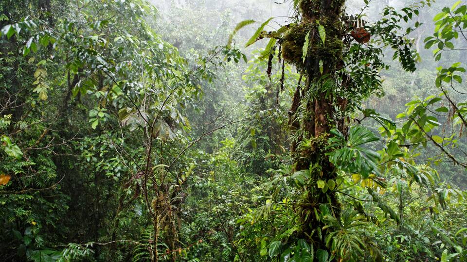 Rain in rainforest, Rara Avis, Las Horquetas, Costa Rica, Central America