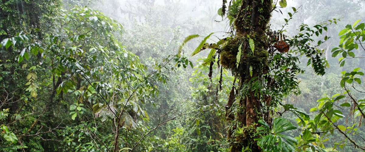 A dense rainforest with various green foliage and a moss-covered tree trunk.