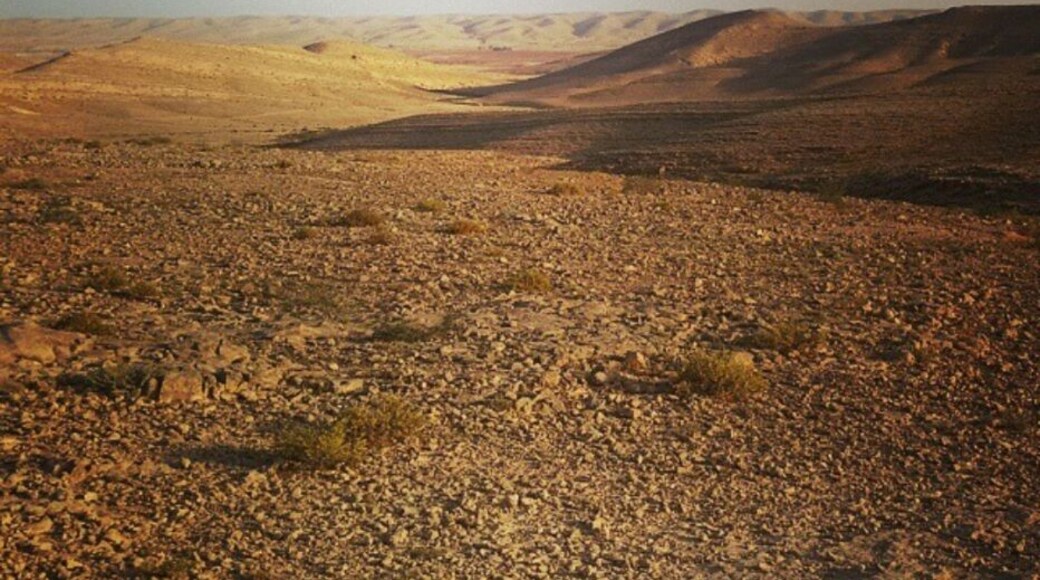 There's nothing quite like the desert in the early hours of the morning. And that's exactly when you should go, early in the morning before the heat of the day sets in.