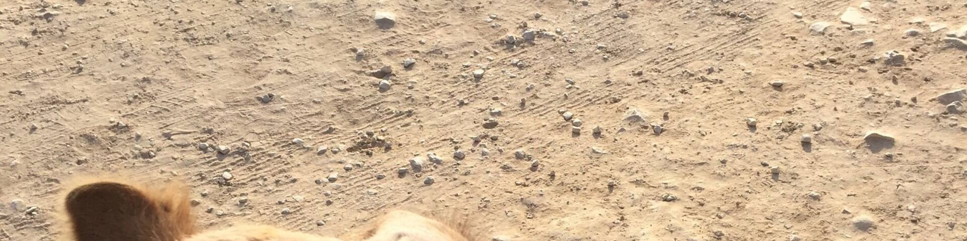 Camelflage🐫
#israel #desert #camel