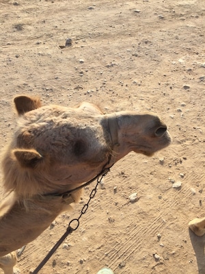 Camelflage🐫
#israel #desert #camel