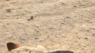 A camel's head with a chain around its neck.