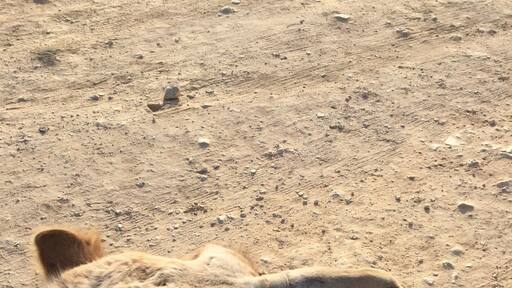 Camelflage🐫
#israel #desert #camel