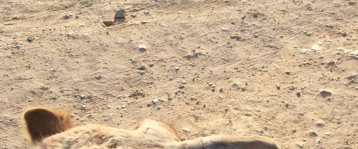 A camel's head with a chain around its neck.