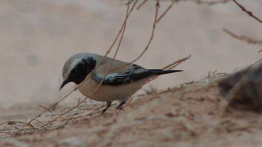 Desert Wheateater seen in Wadi Araba, Jordan.