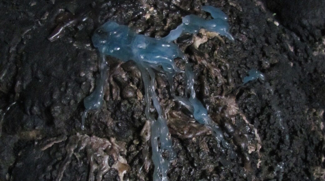 Leftover candle wax from a recent worship session. At the bottom of the sinkhole.