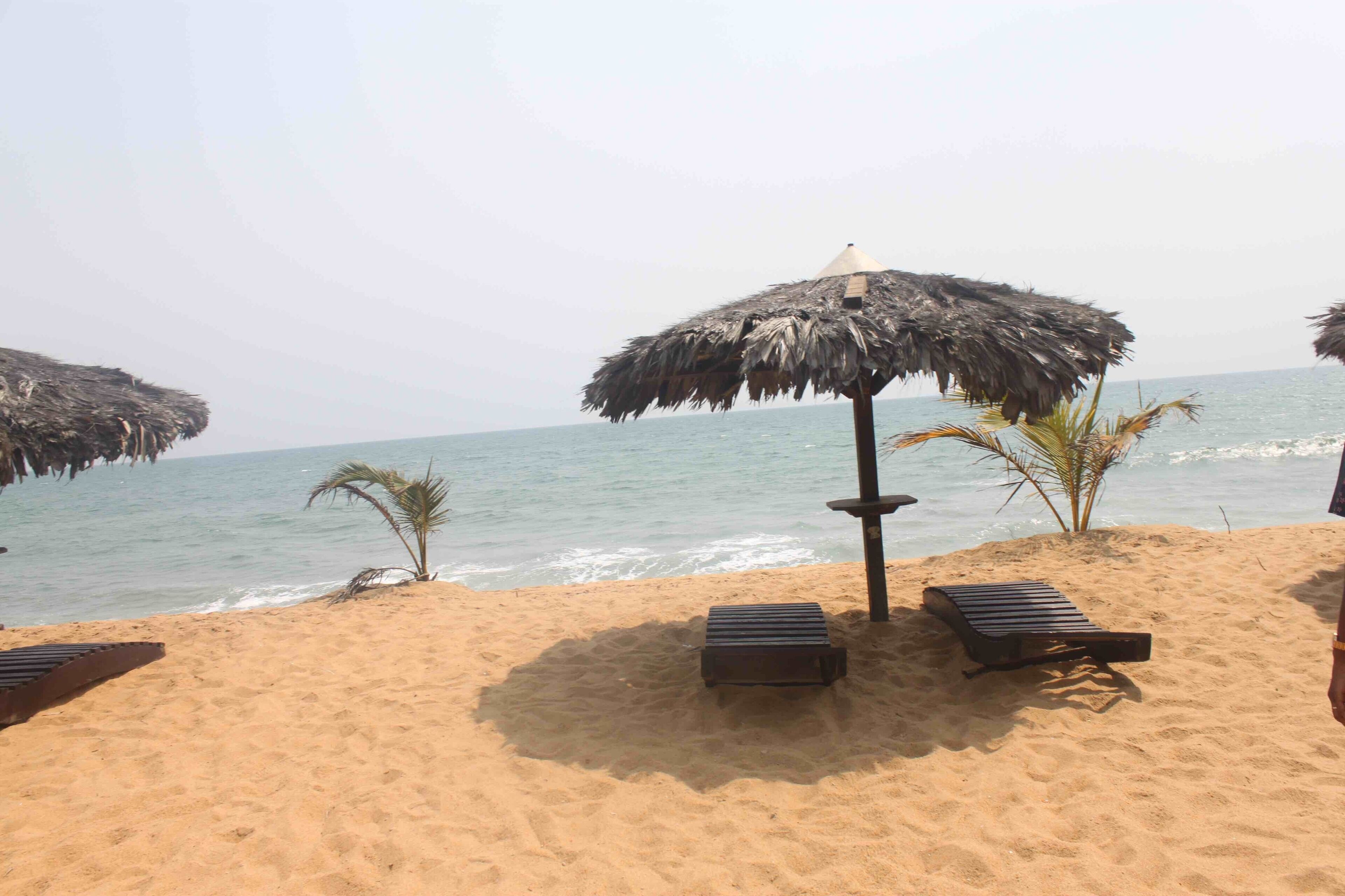 A beach with thatched umbrellas, lounge chairs, and palm trees.