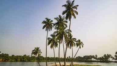 Palm trees and dugout, river near the ocean, south of Buchanan, Liberia
