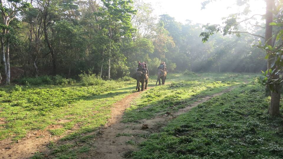 A dirt path through a forest with elephants and people riding them.