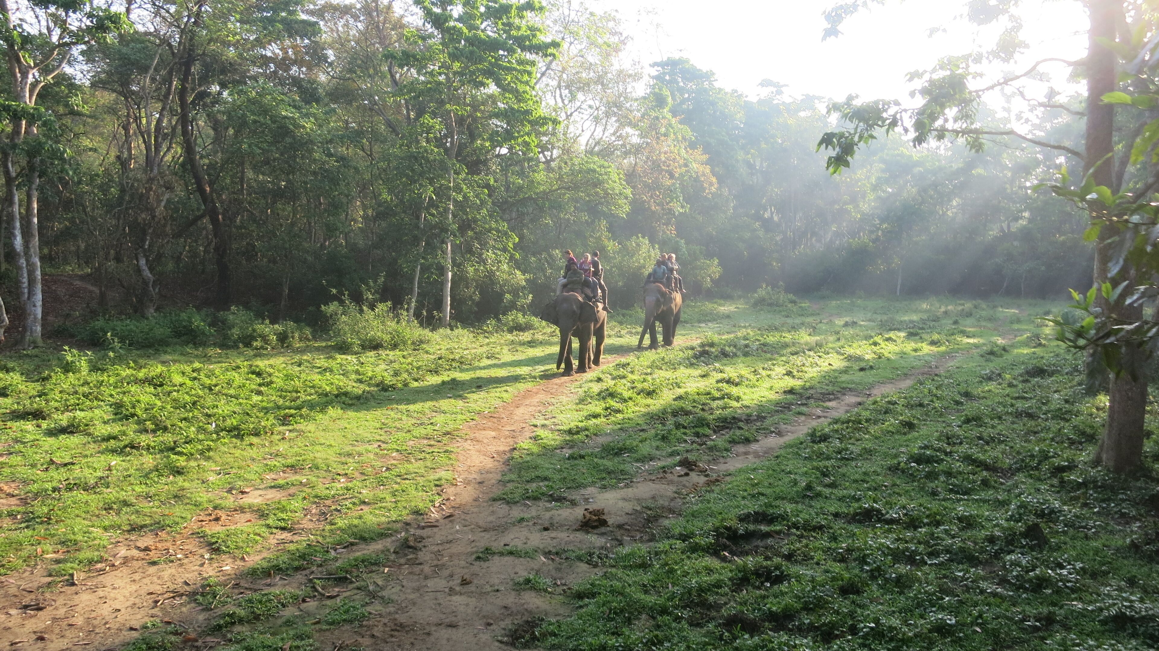 A dirt path through a forest with elephants and people riding them.