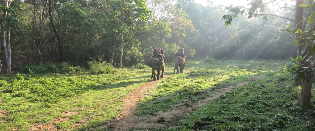 A dirt path through a forest with elephants and people riding them.