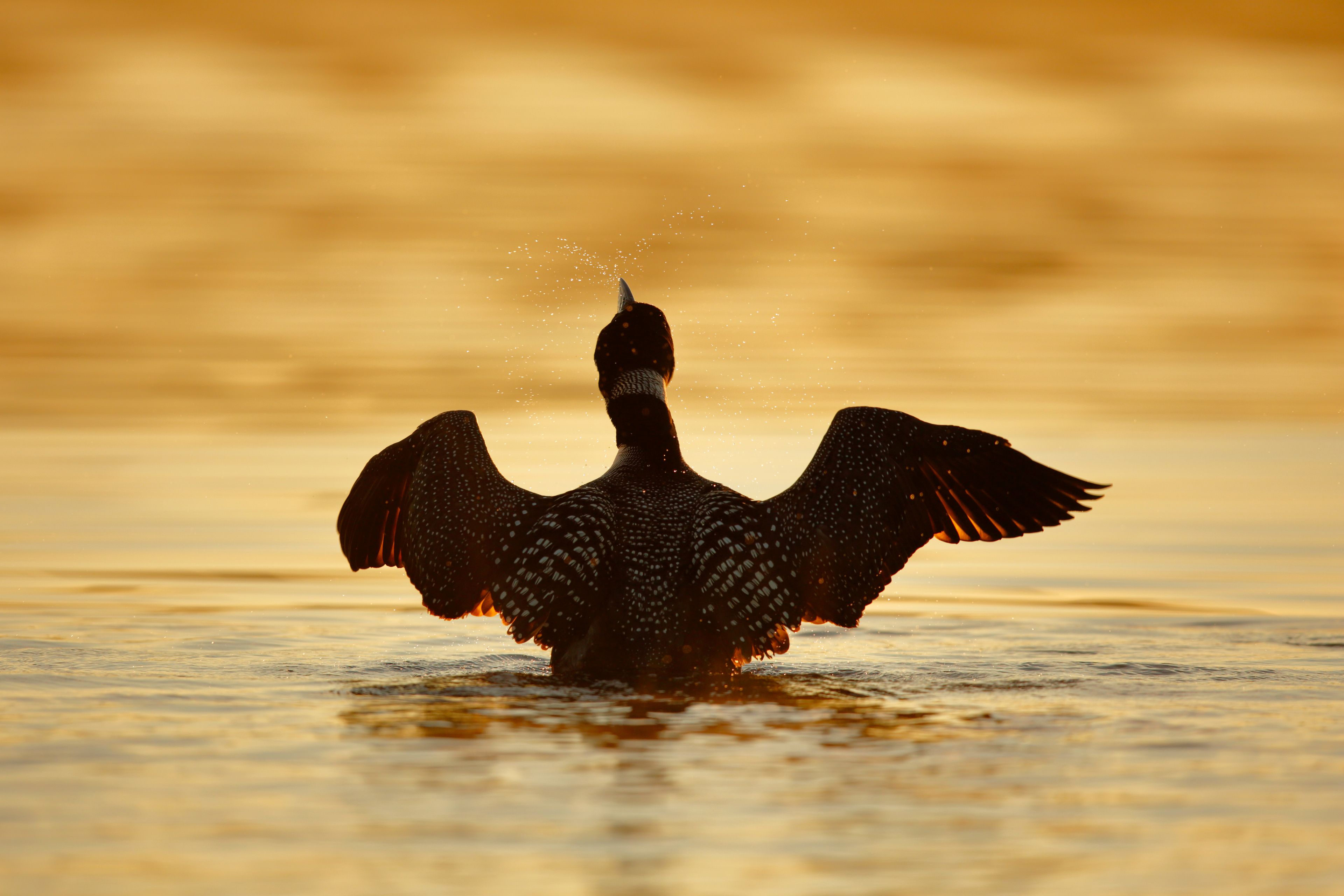 Common Loon