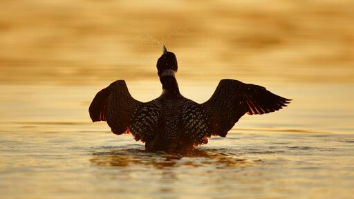 A bird with outstretched wings standing in water.