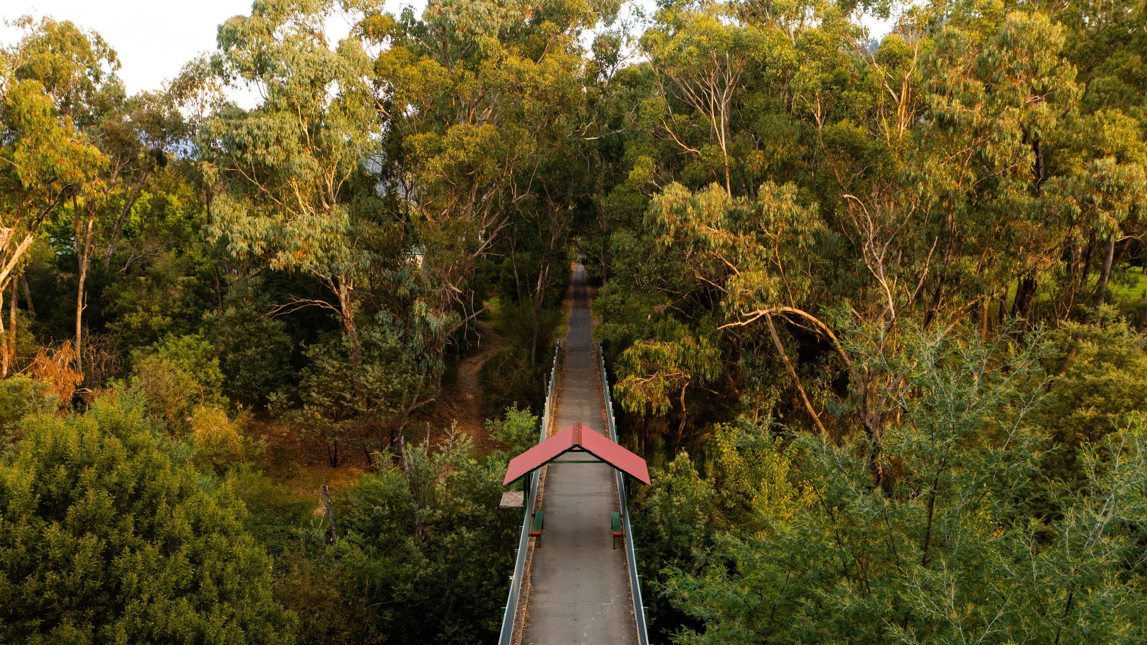 Ovens River Rail Trail Bridge showing tranquil scenes and forest scenes