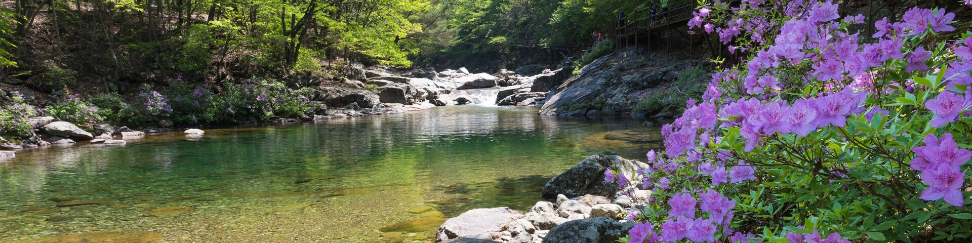 Azaleas of the Blue Valley,Mount Jirisan in South Korea