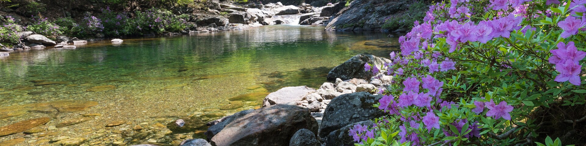 Azaleas of the Blue Valley,Mount Jirisan in South Korea