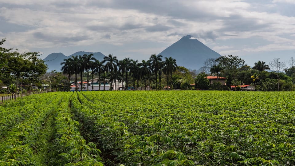 A lush green field with a mountain in the background.