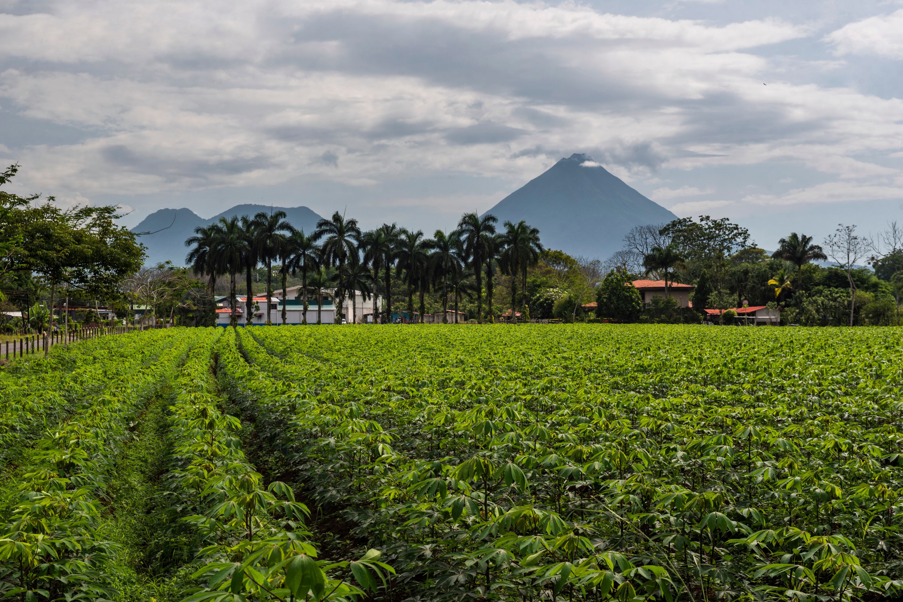 A lush green field with a mountain in the background.