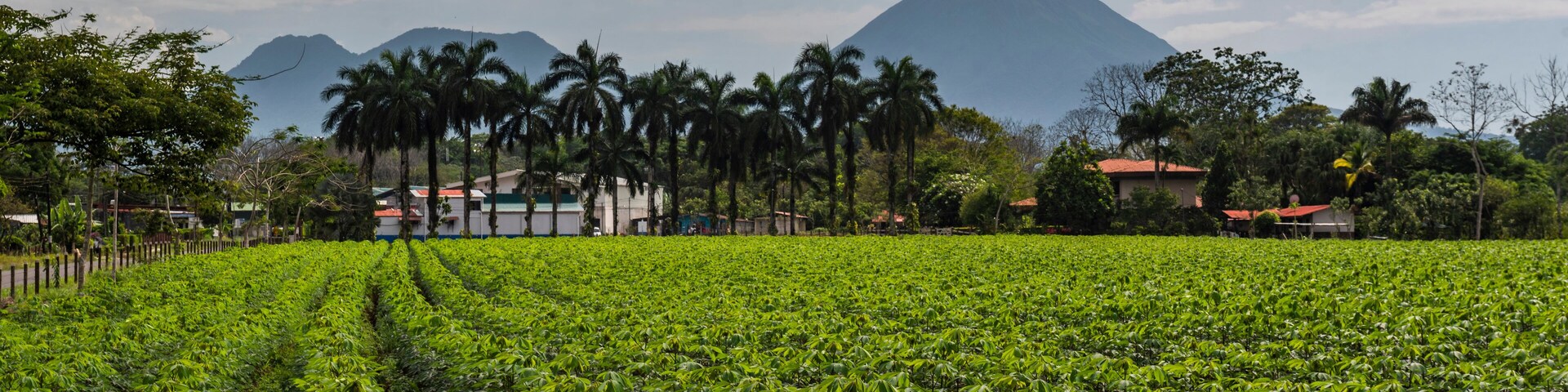 A lush green field with a mountain in the background.
