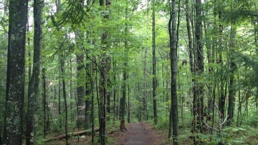 A forested trail with tall trees and a dirt path.