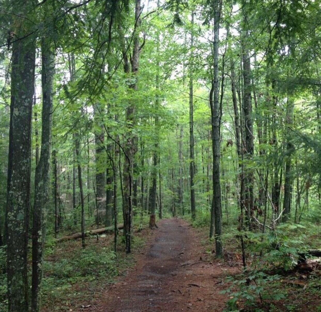 A forested trail with tall trees and a dirt path.
