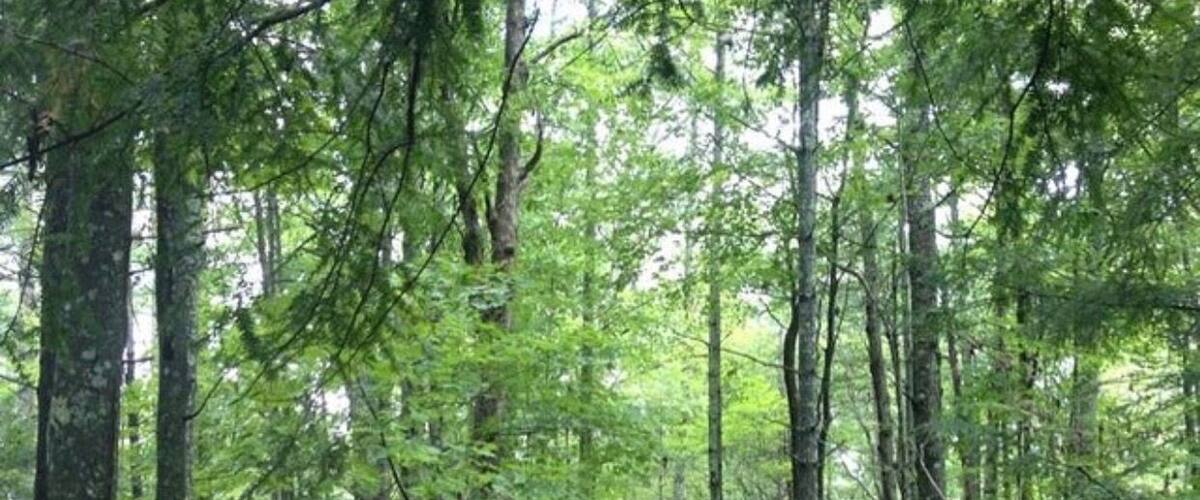 A forested trail with tall trees and a dirt path.