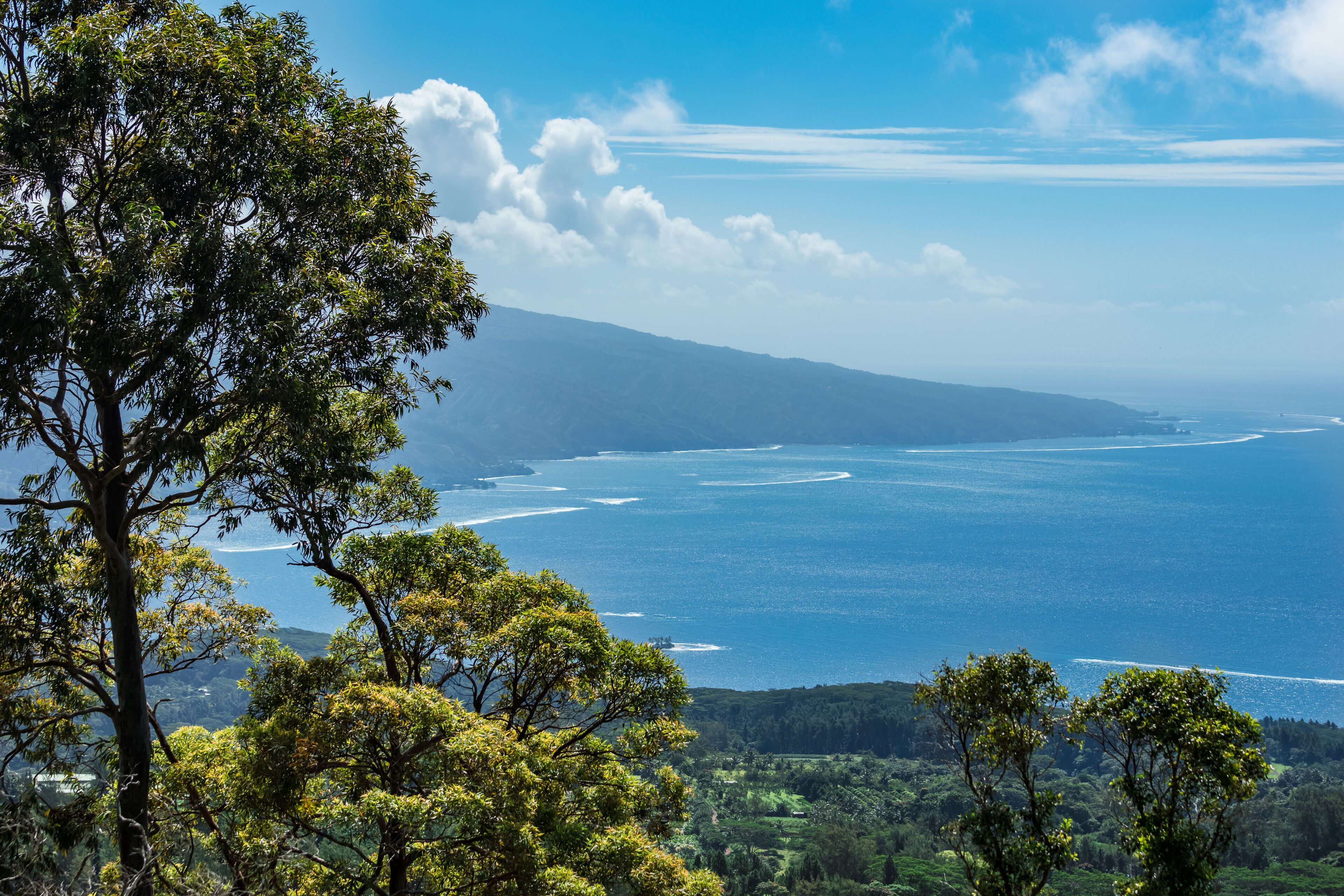 A coastal landscape with a prominent tree in the foreground, a clear blue sky, and a distant view of the ocean.