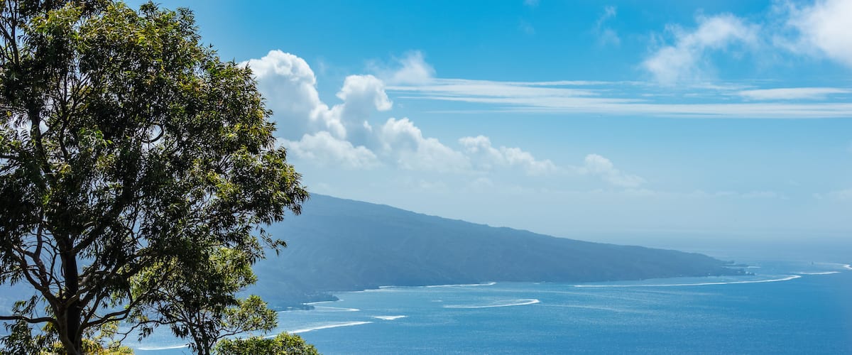 A coastal landscape with a prominent tree in the foreground, a clear blue sky, and a distant view of the ocean.