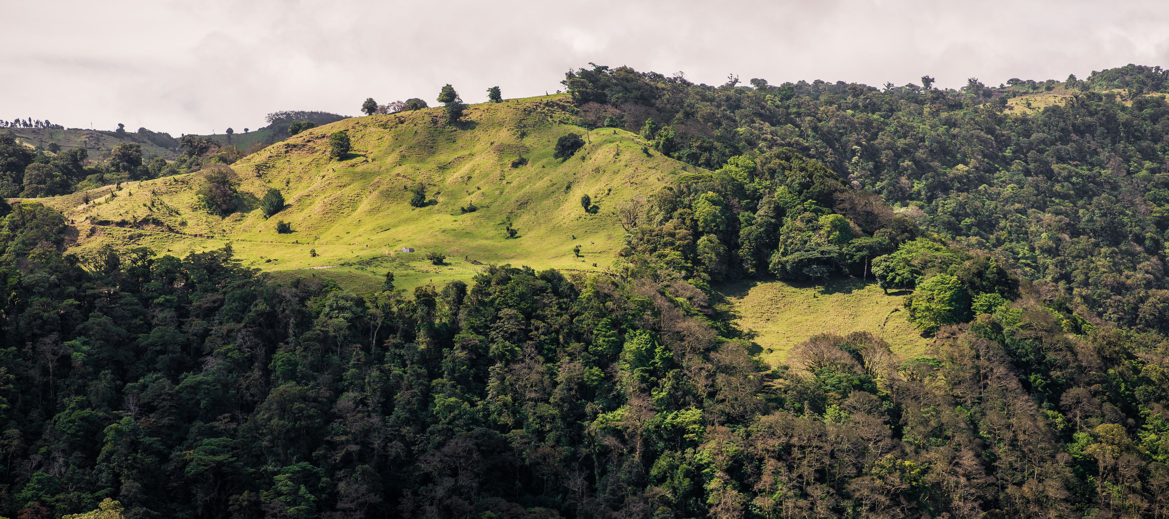 A lush green hillside with dense forest and scattered trees.