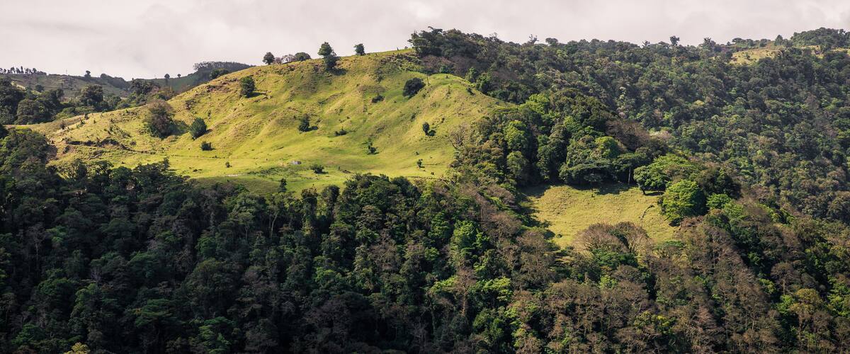 A lush green hillside with dense forest and scattered trees.