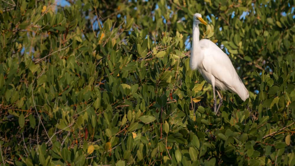Great egret, great white heron sitting on tree - Monterricco, Canal de chiquimulilla, Guatemala