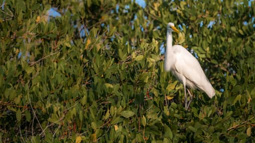 Great egret, great white heron sitting on tree - Monterricco, Canal de chiquimulilla, Guatemala