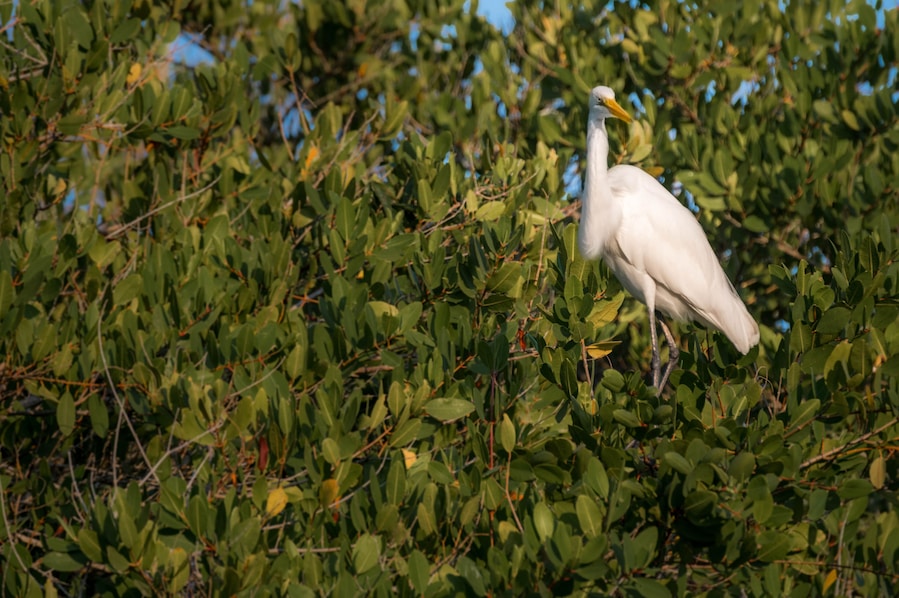 Great egret, great white heron sitting on tree - Monterricco, Canal de chiquimulilla, Guatemala