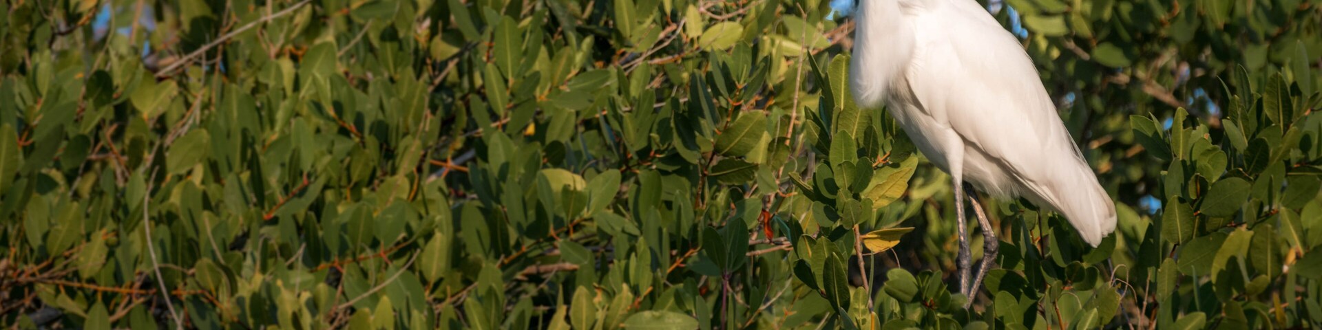 Great egret, great white heron sitting on tree - Monterricco, Canal de chiquimulilla, Guatemala