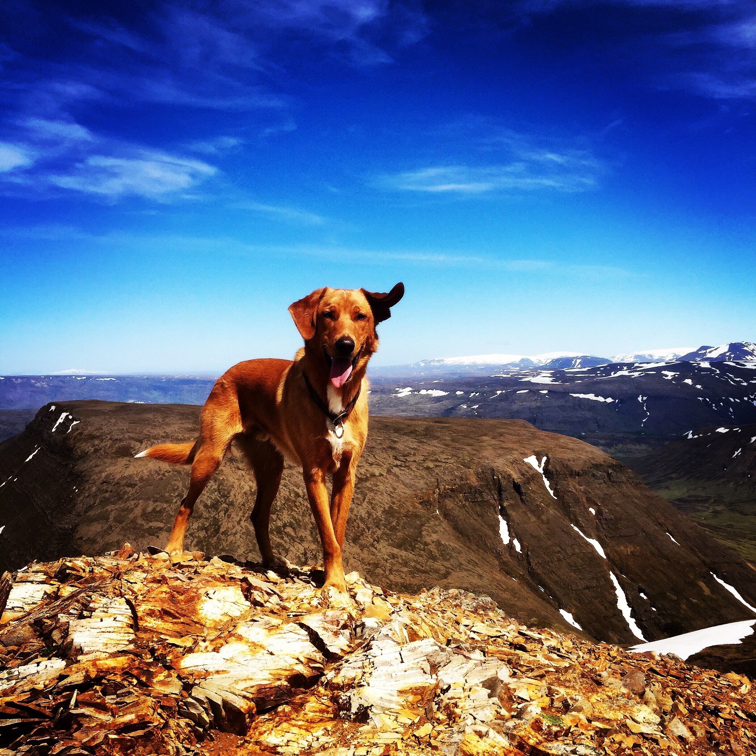Kaffon on top of Móskarðshnúkar 806 m today, Skálafell and Þingvellir in the background, the view up there is amazing🐶☀️