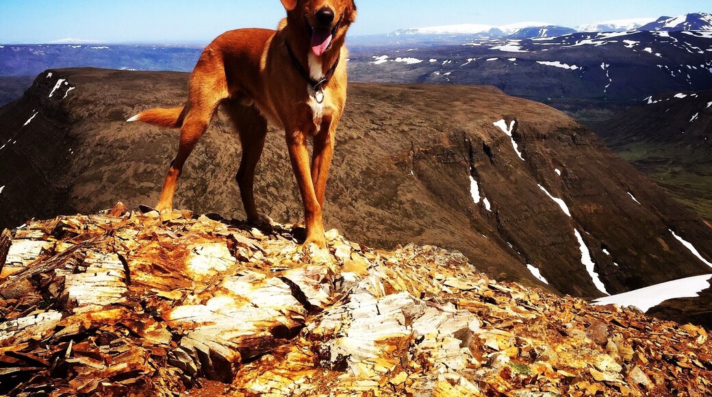 Kaffon on top of Móskarðshnúkar 806 m today, Skálafell and Þingvellir in the background, the view up there is amazing🐶☀️