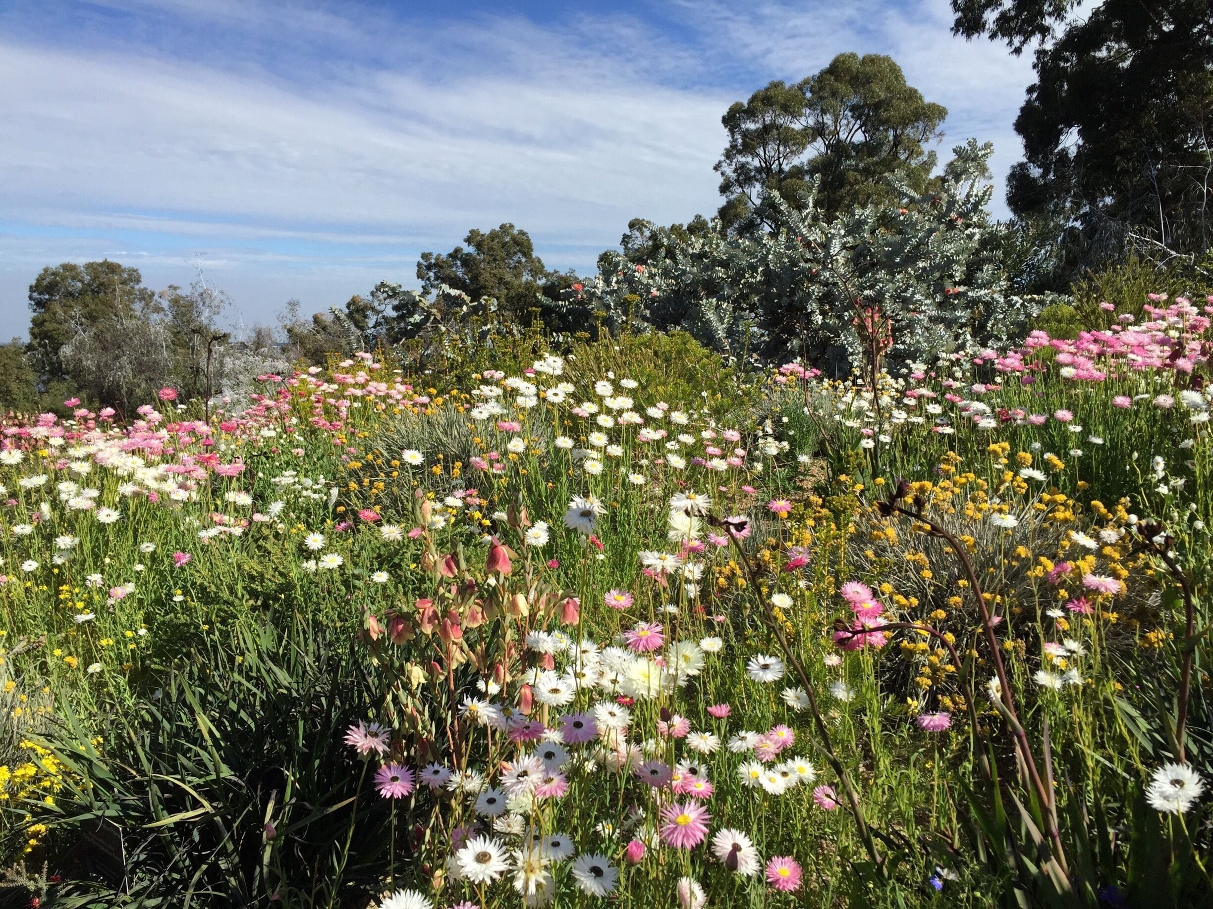 Beautiful wild flowers in botanical gardens at Kings Park. 