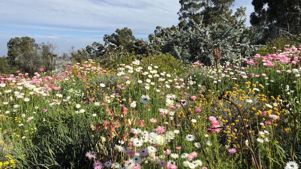 Beautiful wild flowers in botanical gardens at Kings Park.