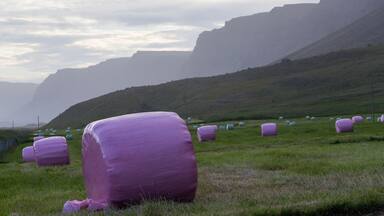 Reise durch die Westfjorde, Vesturbyggð, Island