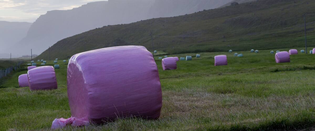 A field of hay bales in a rural landscape with a mountain in the background.