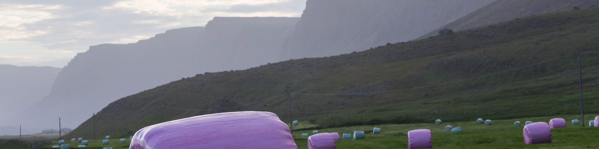 A field of hay bales in a rural landscape with a mountain in the background.