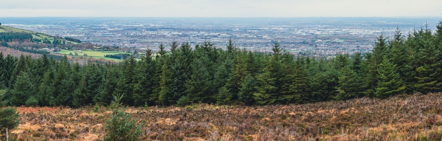 A dense forest with a cityscape in the background.